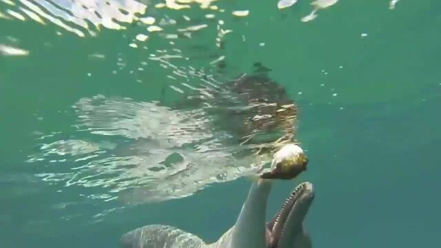 河豚在海里碰见海豚,本以为海豚能饱餐一顿,却被河豚捉弄了