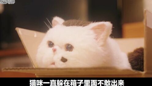 《大叔与猫》两个孤独的灵魂相互吸引，大叔与猫的暖心故事