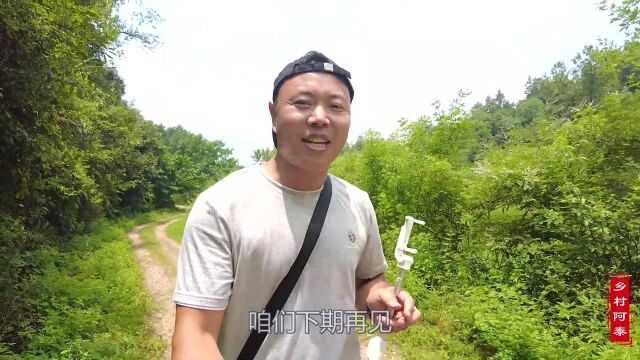 贵州深山一村子整体搬迁多年,千亩土地变荒山,真是养殖的好地方