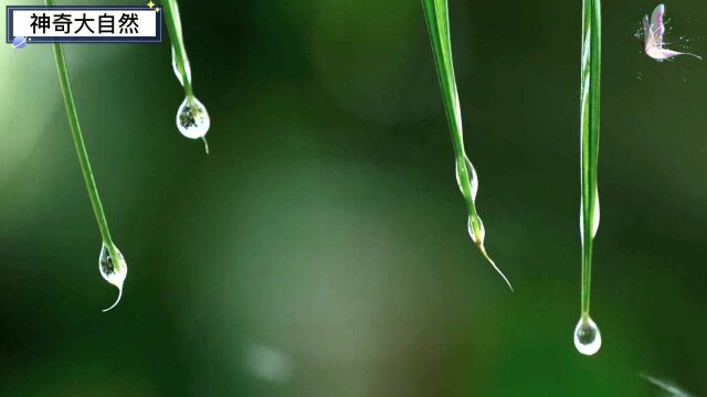 神奇大自然之亚马逊雨林的魅力景色!