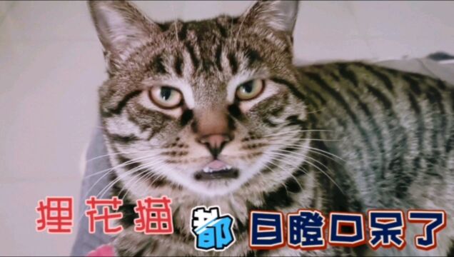 厉害的虎斑猫,居然挑衅原住民大猫,就连铲屎官都劝不开了