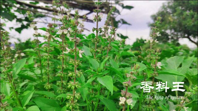 江西农村有种称为香料王的蔬菜,家家户户都会种植,你有吃过吗