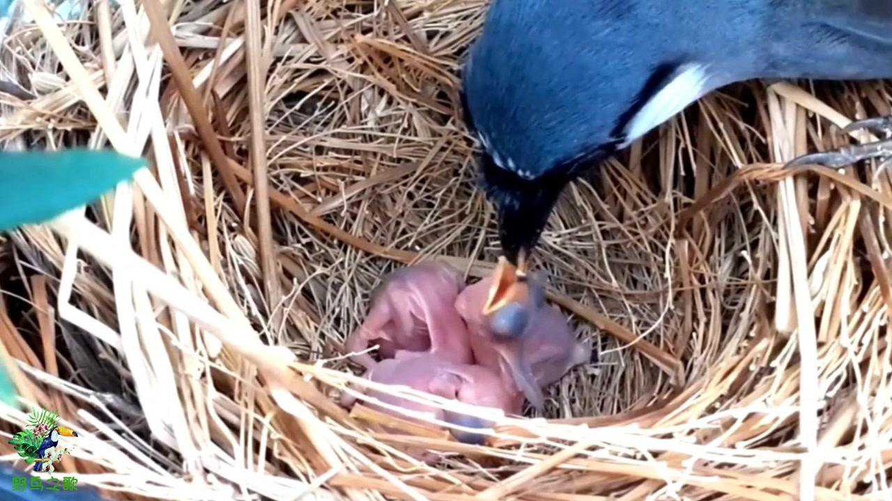 珊瑚鸟育雏:鸟妈妈真的很有耐心,轻轻唤醒熟睡中的鸟儿_腾讯视频