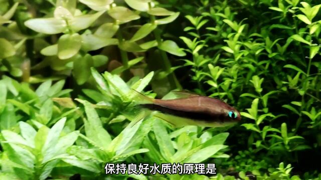 如何调节鱼缸水质?鱼缸水质调理最好方法