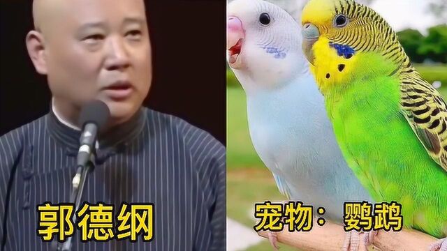 盘点明星们的宠物,程潇重口味?你最喜欢哪个呢?