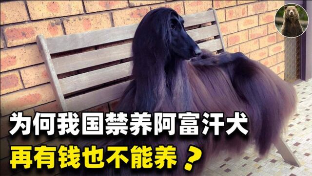 阿富汗犬,深受国外明星模特喜爱,为何被我国列为禁养犬?