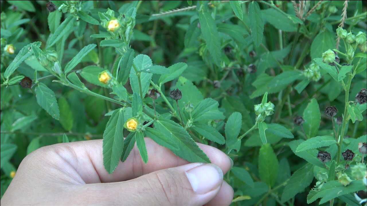 农村的这棵草和冰糖草很像,农民叫它"排脓草",你认识吗?