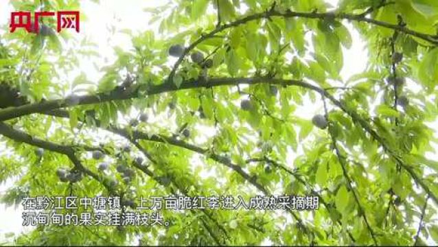 重庆黔江:万亩脆红李丰收 果香扑面沁心脾