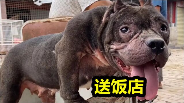 3万元买的恶霸犬几年过后,1500都没人要,结局令人叹息