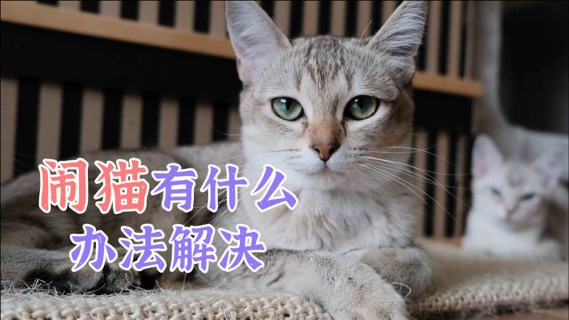 闹猫有什么办法解决