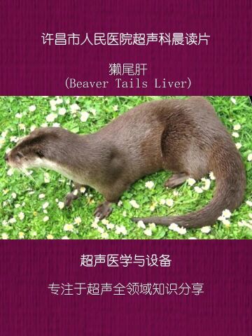 【晨读片】獭尾肝