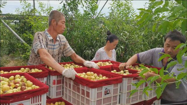 冬枣成熟季,山西农民种植冬枣1天收入10来万,持续1个月,美