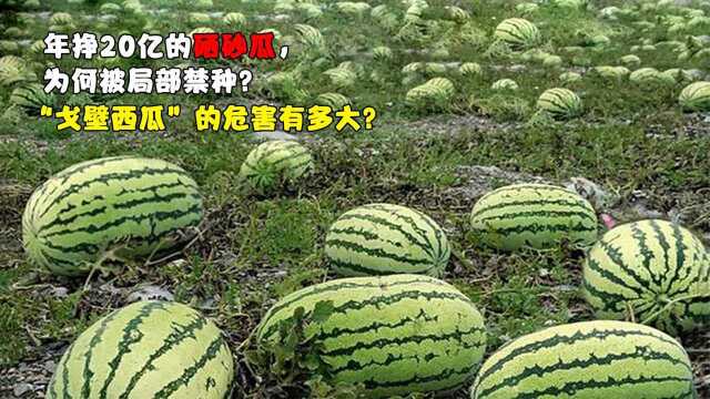 年挣20亿的硒砂瓜,为何被局部禁种?“戈壁西瓜”的危害有多大?