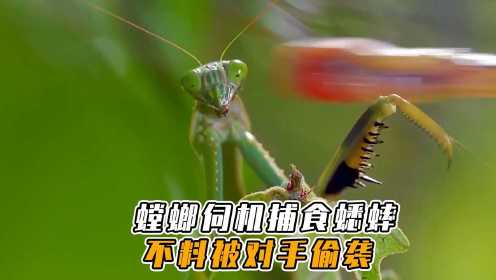 螳螂伺机捕食蟋蟀，享用时不料被对手偷袭，变色龙成了最大赢家
