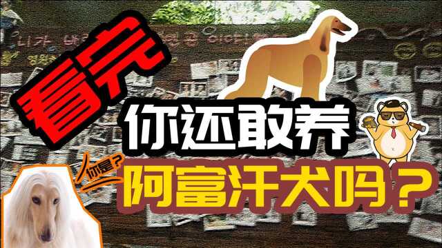 雍容华贵的阿富汗犬,却是我国的禁犬之一,这是为什么呢?