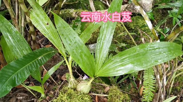 云南水白芨,来看看它与白芨,小白芨,独叶白芨的区别