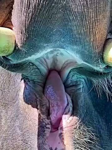 分享大象的嘴巴