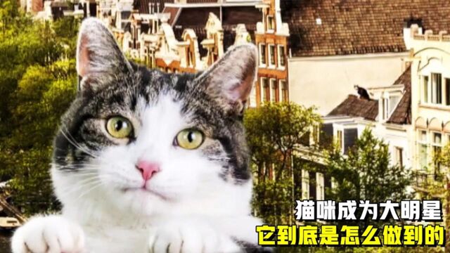 猫咪成了大明星,还获得终身成就奖,它#明日创作计划短视频挑战赛# 是怎么做到的