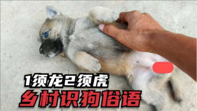 “1须龙2须虎”农村俗语代代相传,2根较凶猛,3根成天睡大觉!小狗就能辨别,你的狗几根?