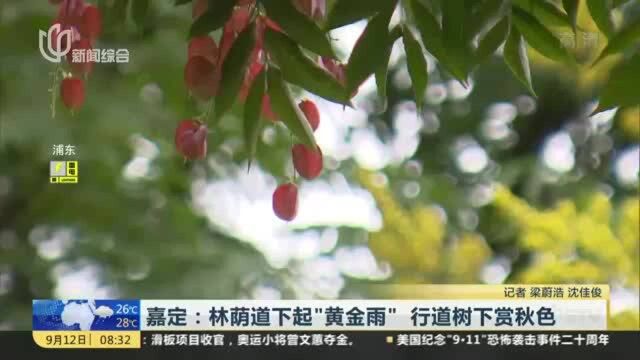 嘉定:林荫道下起“黄金雨” 行道树下赏秋色