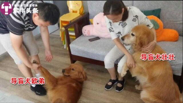 江苏首只导盲犬退休后,继任者叫欧弟,是个会叼玩具哄小孩的小暖男