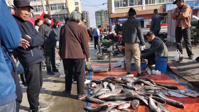 黑龙江当地气温将至九度,老百姓早上出门穿棉袄,早市鱼多菜便宜