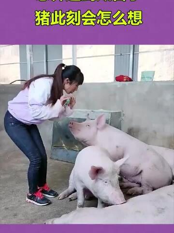 总算遇到知音了,猪此刻会怎么想,美女太有才啦!