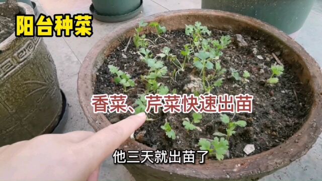 广东阳台种菜,香菜,芹菜快速出苗方法