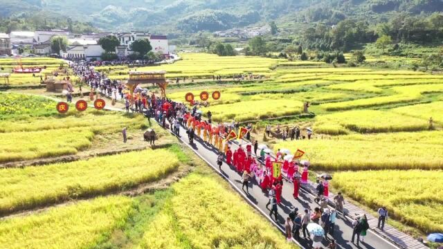 稻花香里说丰年 石台县举办丰收节特色活动