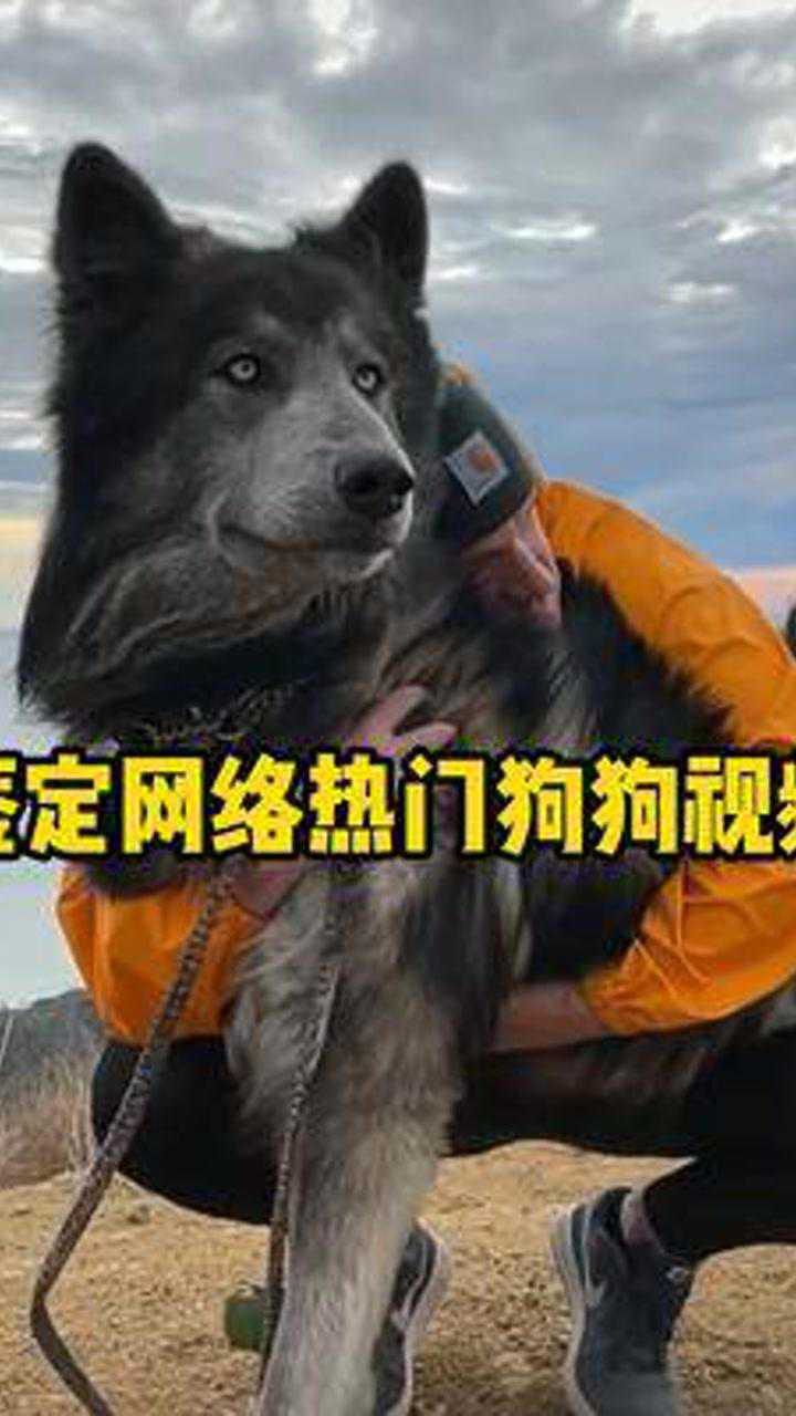 这么帅的狗你不想养一只?#萌宠#蓝湾牧羊犬#校长呼吁宠物立法_腾讯视频