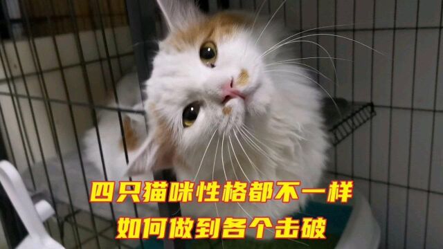 养四只猫咪什么感受,每一只猫咪性格都不一样,如何做到各个击破