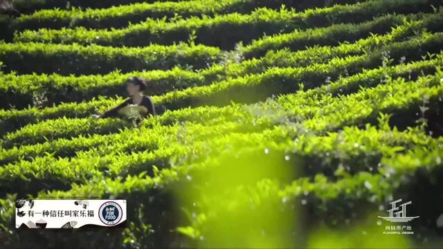 风味原产地:女子摘这些茶拿来做什么美食呢!