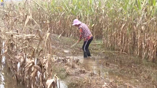 邹平:积极应对连阴雨天气 不误农时抓好粮食秋收