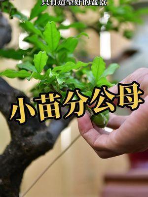 一起学盆景金弹子老鸦柿小苗这样分公母你信吗老鸦柿盆景盆景