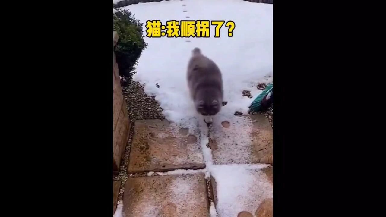 猫咪的搞笑瞬间腾讯视频