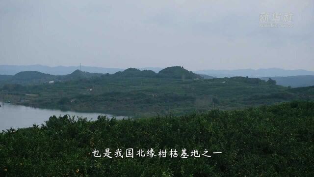 柑桔飘香:南水北调中线水源地丹江口打造农旅融合新名片