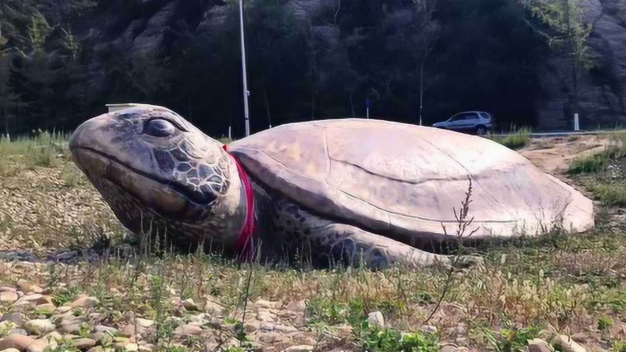 大连海之韵大海龟图片