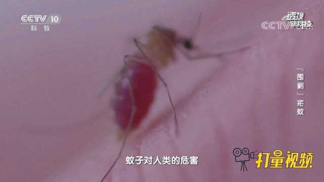 蚊子种类不同,生活习性也大相径庭,来听专家解读