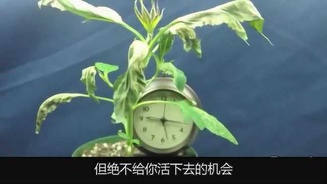 百草枯的前世今生