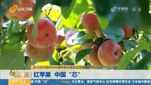 金秋时节话良种!红苹果,中国“芯”