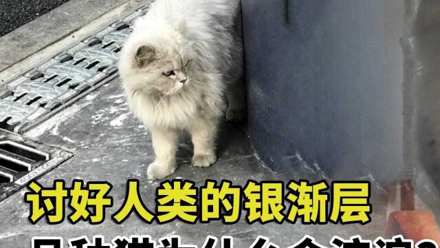 小区里捡了只银渐层,乖巧懂事颜值出众,品种猫为什么会流浪?