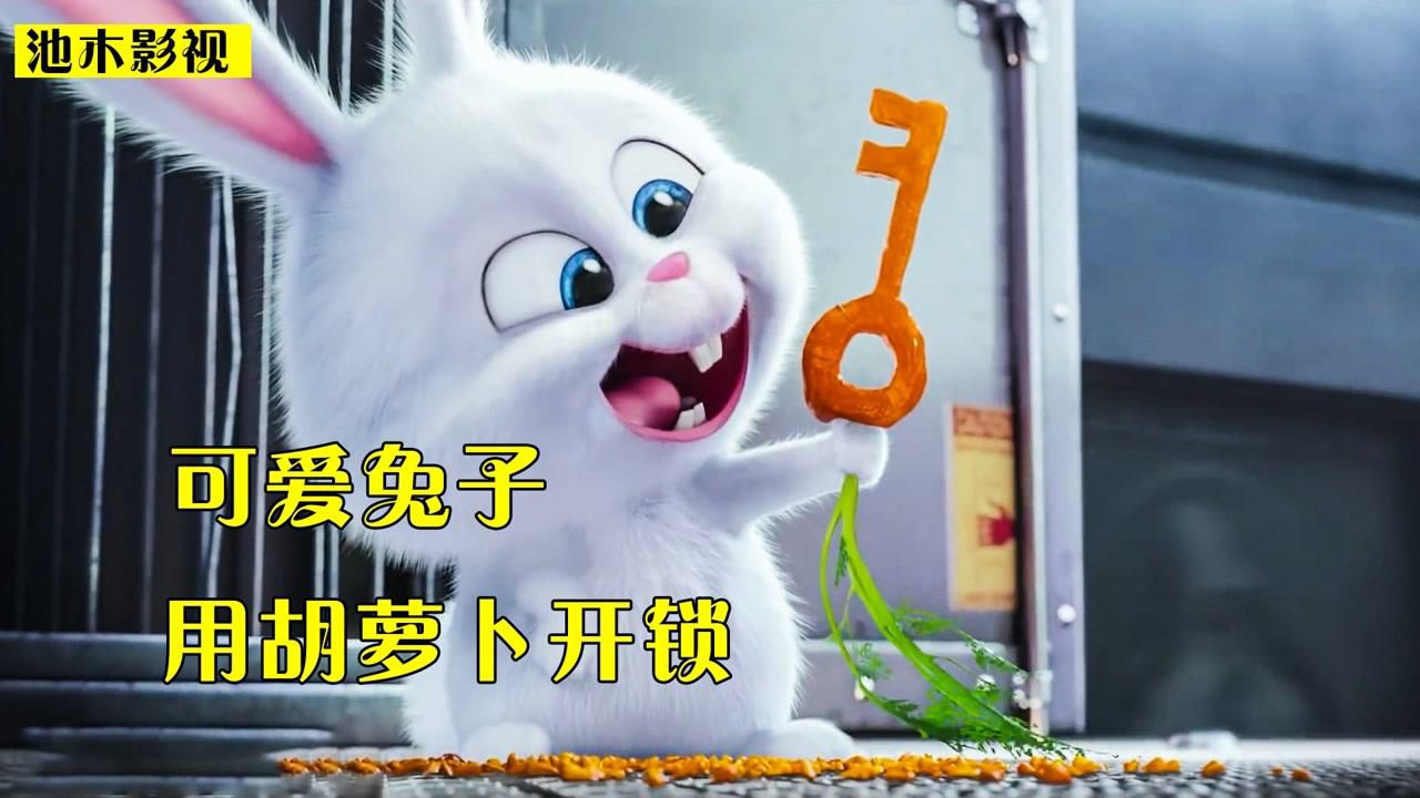 有关兔子的电影图片