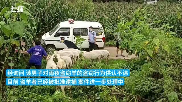 葫芦岛11只羊雨夜被盗,民警顺着羊粪找到偷盗者