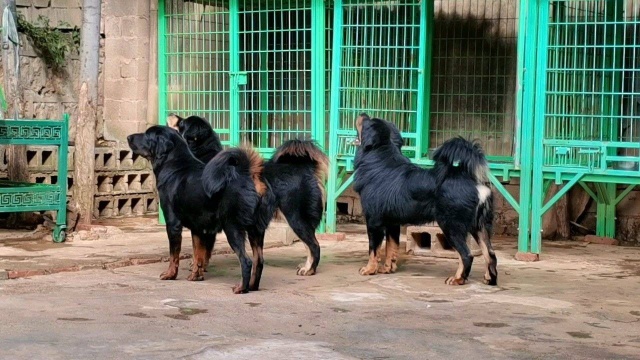 中国藏獒是中国本土犬种的代表 是国粹地传承也是爱獒人心中的图滕