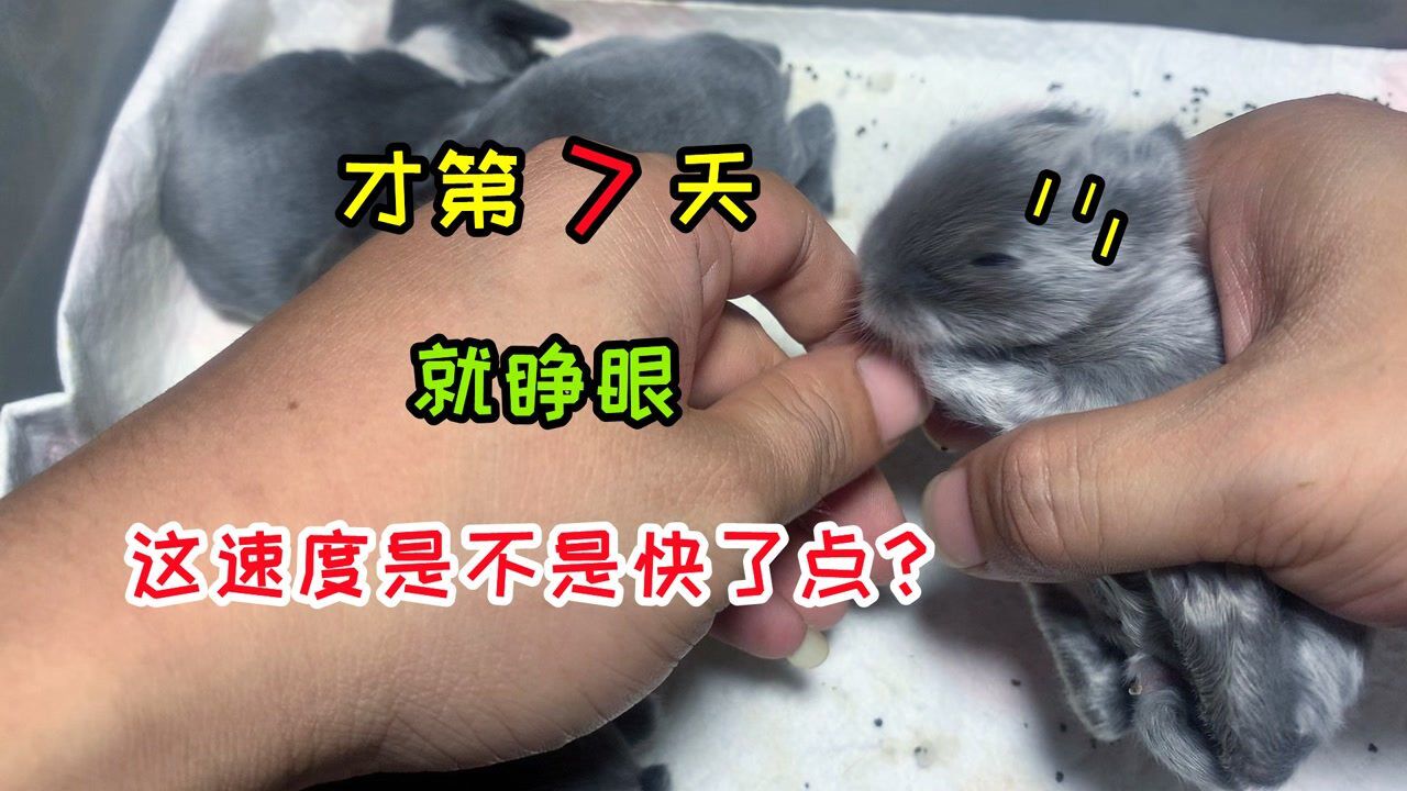 Super搞笑开箱趣味视频合集_幼兔出生才7天,已经有个别兔子睁开眼,这速度是不是快了点?_高清1080P在线观看平台_腾讯视频