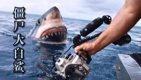 鲨鱼周：大白鲨神秘消失在深海峡谷中，疑似被巨大的生物吞掉！