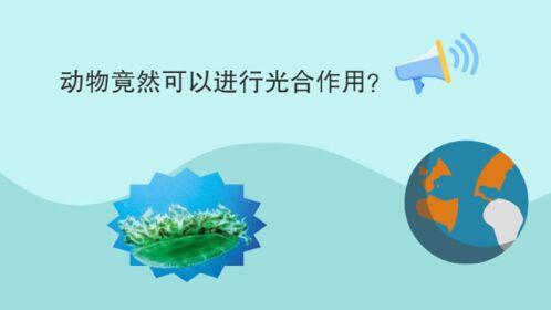 植物竟然可以进行光合作用它就是绿叶海蛞蝓