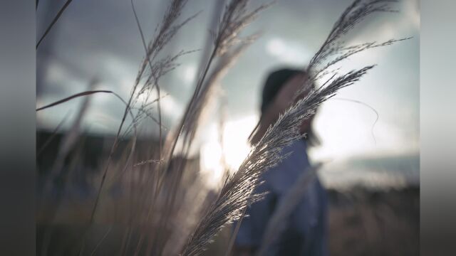 杭州的秋天绝不止银杏桂花,还有如雪的芦苇荡,一起去看吗?