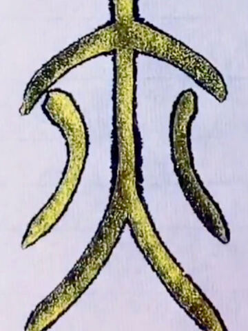 示范篆书"亦"字的写法!