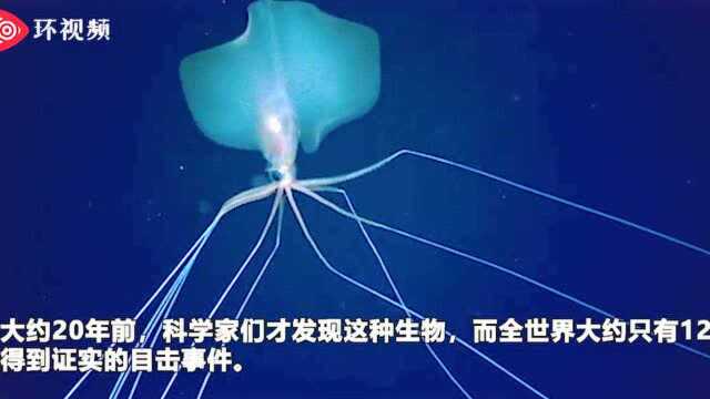 美国科学家在2800米深海拍到罕见“巨型鱿鱼” 最大可长到6米多